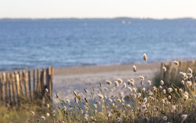 L'avocette - Photo 23