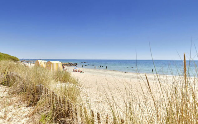 L'avocette - Photo 25